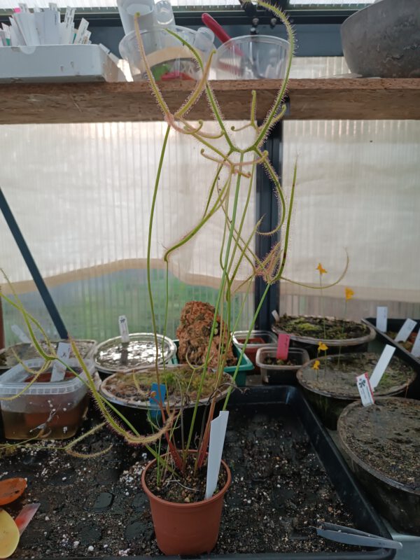 Drosera binata dichotoma L