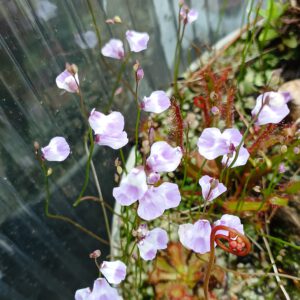 Utricularia livida