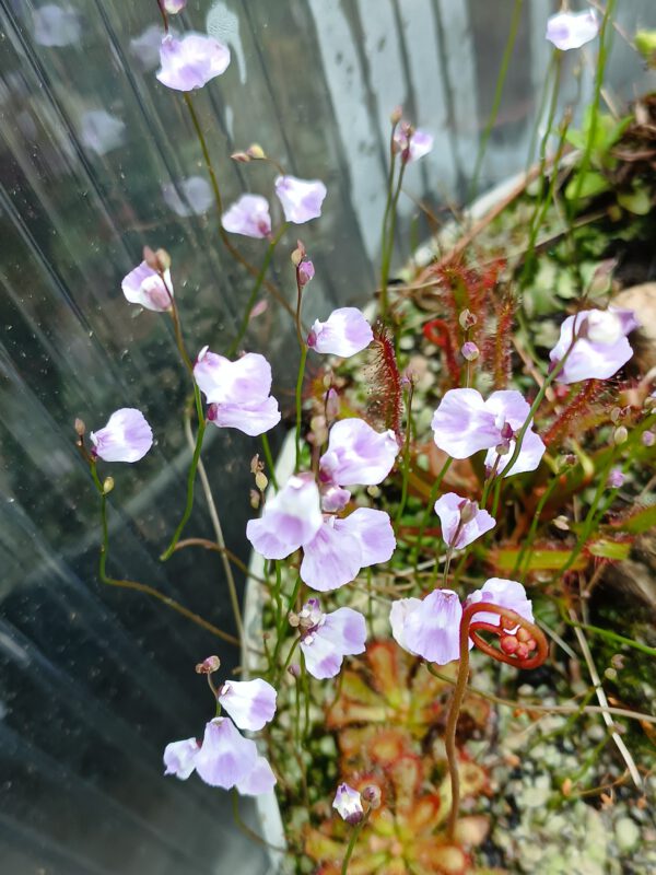 Utricularia livida