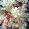 Drosera androsacaea Blüte