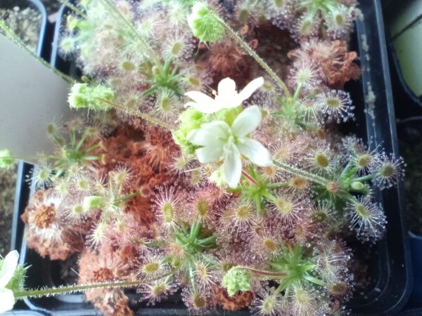 Drosera androsacaea Blüte