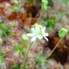 Drosera androsacaea Blüte