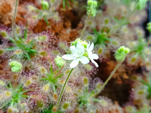 Drosera androsacaea Blüte