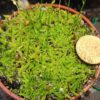 Utricularia Graminifolia Größe L Utricularia Graminifolia Größe L