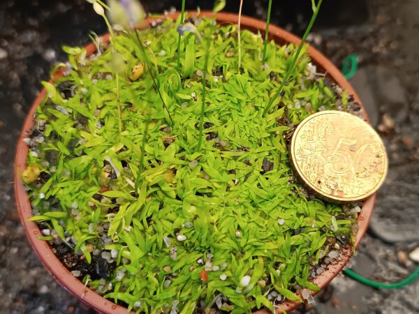 Utricularia Graminifolia Größe L Utricularia Graminifolia Größe L