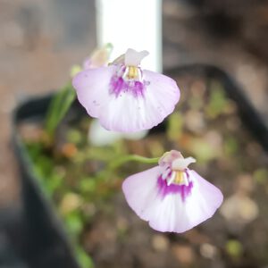 Utricularia uniflora 'L-Form, Lismore'