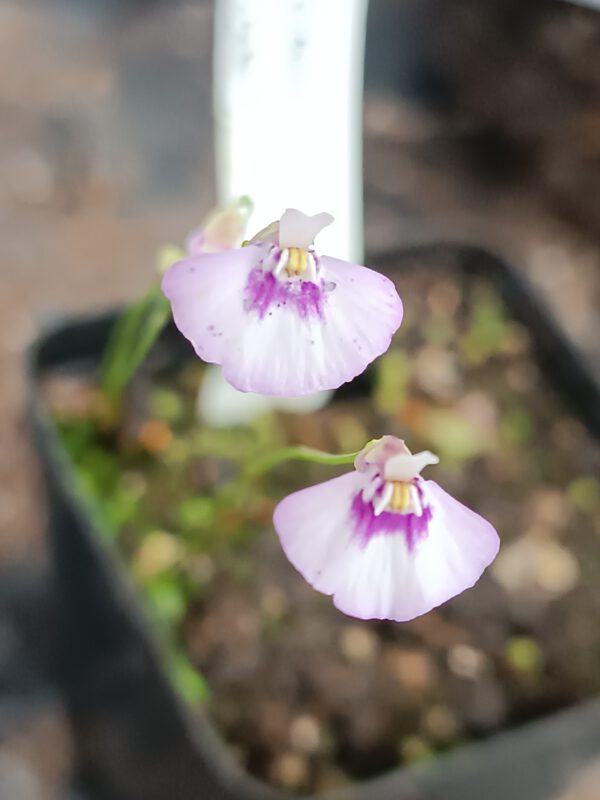 Utricularia uniflora 'L-Form, Lismore'
