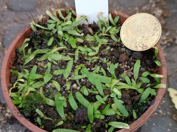 Utricularia prehensilis Größe L Utricularia prehensilis