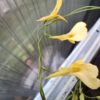Utricularia prehensilis