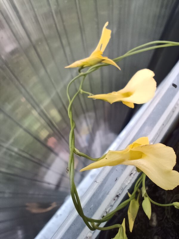 Utricularia prehensilis