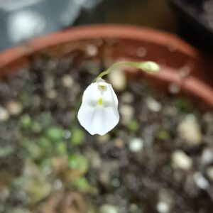 Utricularia livida White flower
