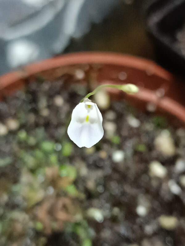 Utricularia livida White flower