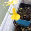 Utricularia prehensilis