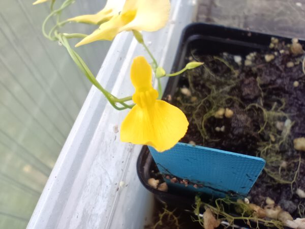 Utricularia prehensilis