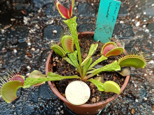 D. muscipula Schuppenstiel D. muscipula Schuppenstiel