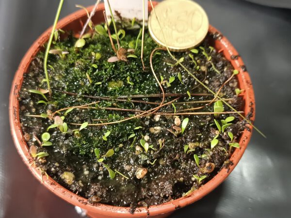 Utricularia biceps