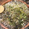 Utricularia resupinata (Florida, USA)