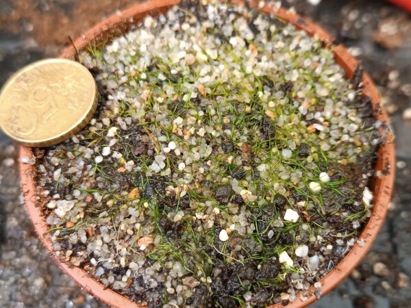 Utricularia resupinata (Florida, USA)