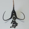 Proboscidea louisianica - Samenkapsel