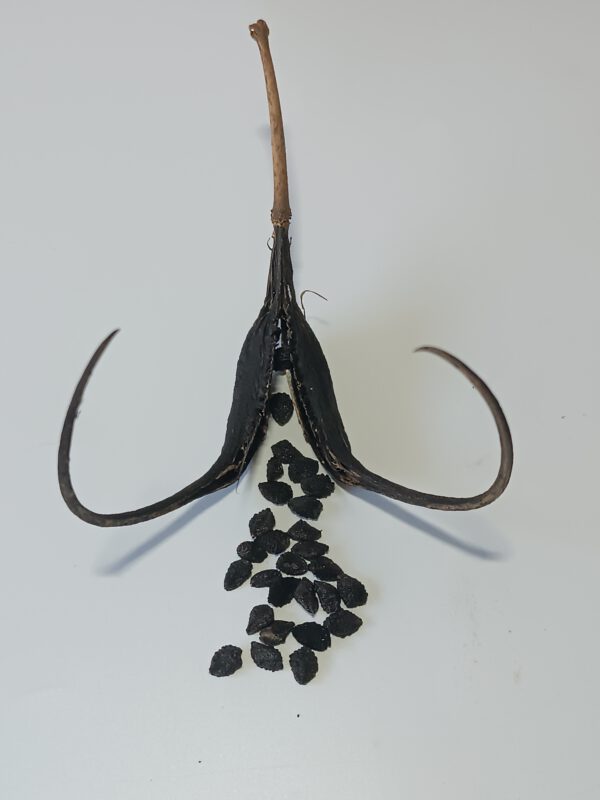 Proboscidea louisianica - Samenkapsel