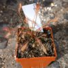 Drosera affinis