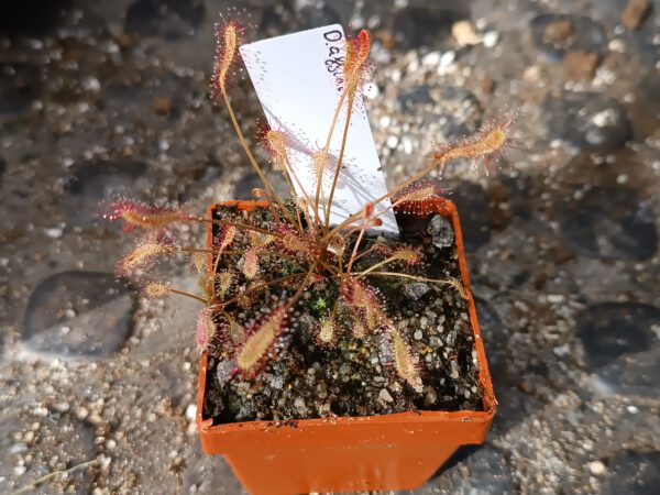 Drosera affinis