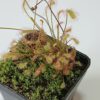 Drosera affinis