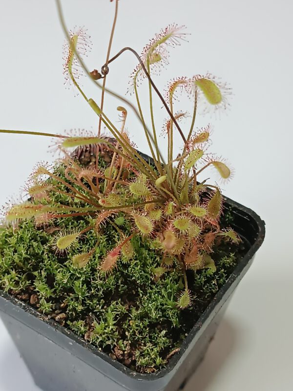 Drosera affinis
