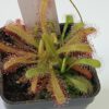 Drosera capensis x aliciae Klon 2