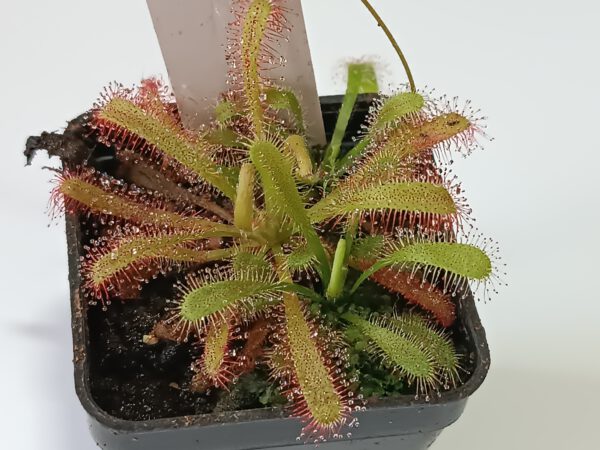 Drosera capensis x aliciae Klon 2
