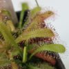 Drosera capensis x aliciae Klon 2
