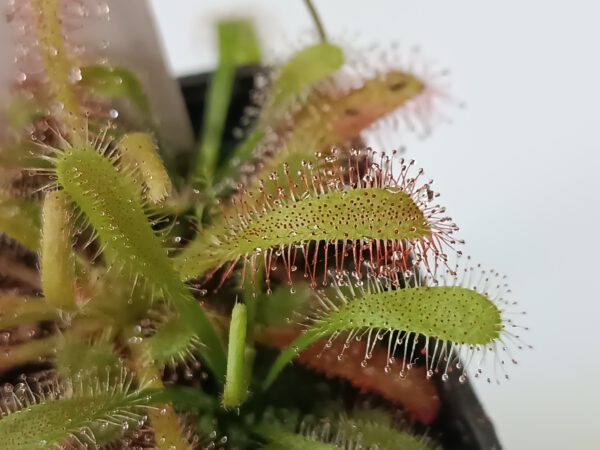 Drosera capensis x aliciae Klon 2