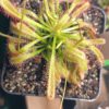 Drosera capensis x aliciae Klon 2