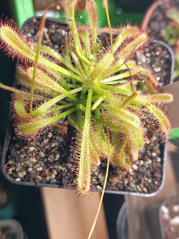 Drosera capensis x aliciae Klon 2